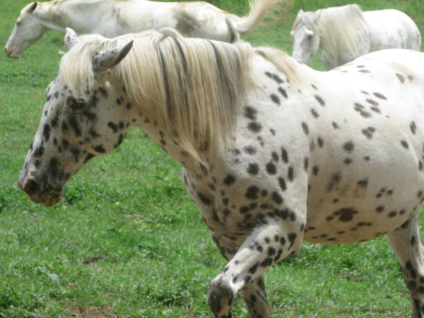 istock Wild and Free in the Smokey's 959559334