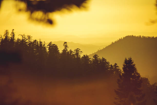 istock Sunset and forest on fire, at Yosemite National park, California 959559812