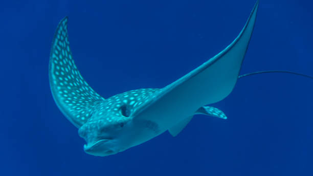 istock Isolated White spotted eagle ray fish- Red Sea Israel 959561478