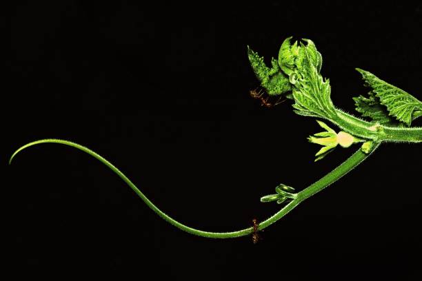 istock Long curve hand of vine with ants. 959561590