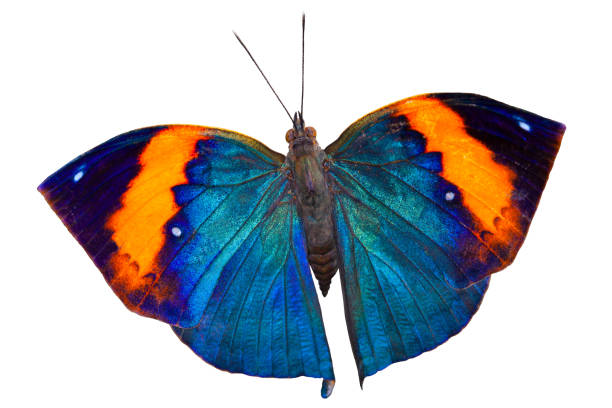 Butterfly on white Colourful butterfly isolated on white background butterfly purple blue isolated stock pictures, royalty-free photos & images