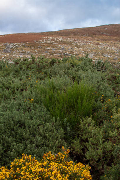istock Gorse on Turf Bog Landscape, County Wicklow 959561814