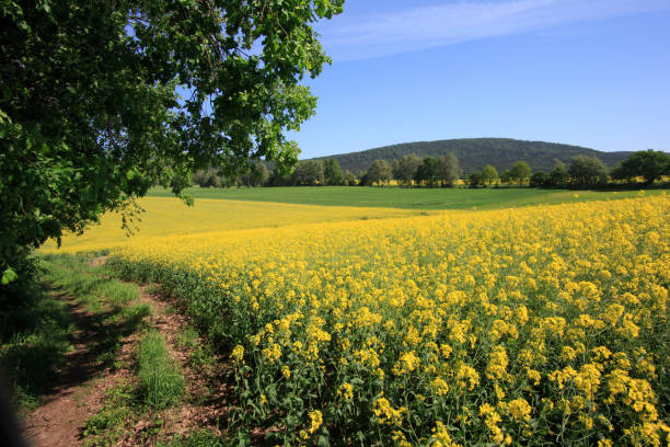 istock view to the czorneboh 959562250