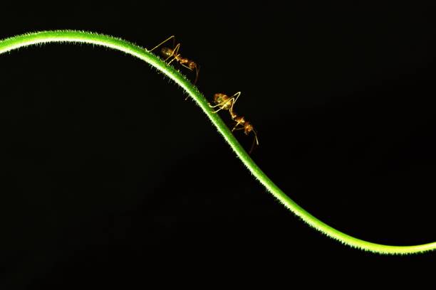 istock Ants on long curve hand of vine (black background) 959565044