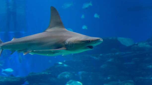 istock Isolated shark- red sea Israel 959565220