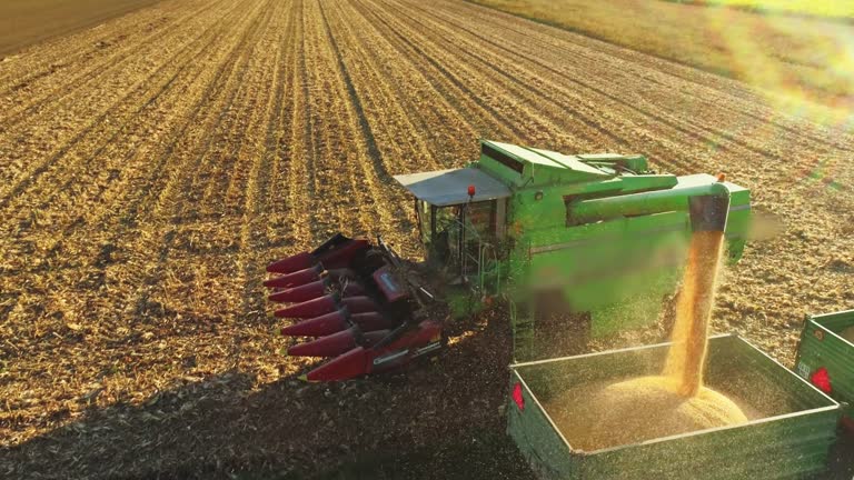 Drone point of view combine harvester chute filling trailer with harvested corn in sunny,rural field,slow motion