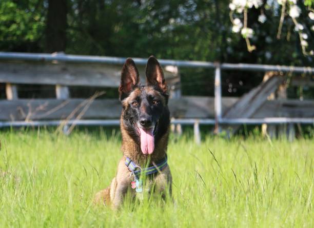 istock malinois portrait in the park 959566044