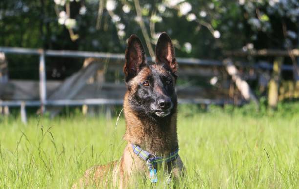istock malinois portrait in the park 959566064