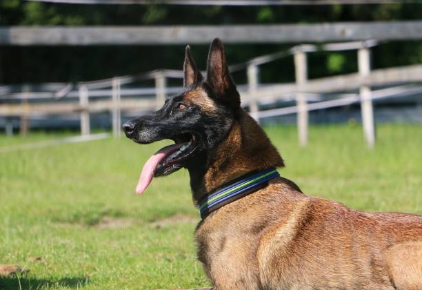 istock malinois portrait in the park 959566086
