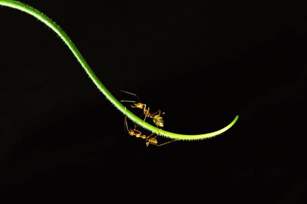 istock Ants on long curve hand of vine (black background) 959567002