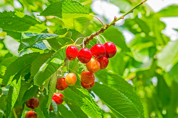 istock Berries of a sweet cherry on a branch 959567014