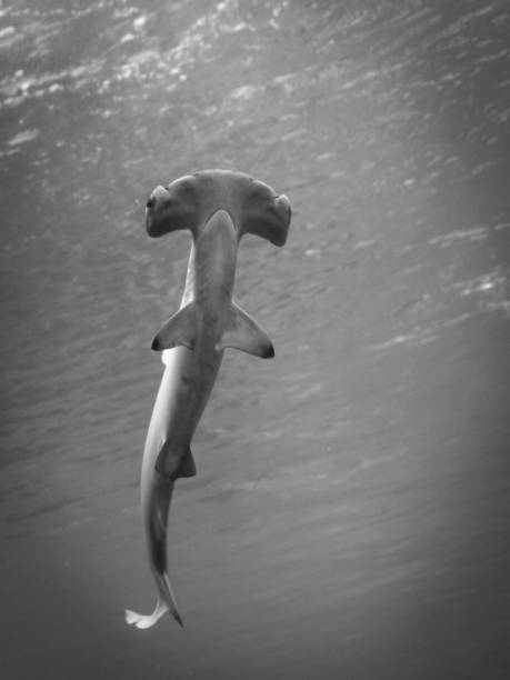 istock Isolated young hammer shark- Red sea Israel 959568416