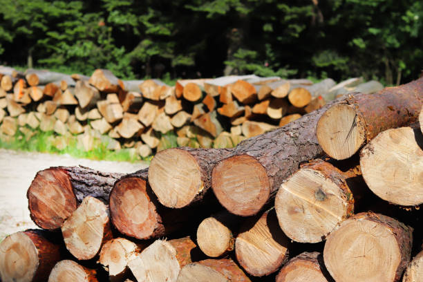 Harvesting of wood in the forest. The sawn logs lie in the woodpile. Heating of premises in the village. Industrial deforestation of forests and green spaces. Cross section of the tree trunk. Blurred la cosecha de madera en el bosque. el aserrado troncos se encuentran en la pila de leña. calefacción de los locales en el pueblo. deforestación industrial de los bosques y espacios verdes. sección transversal del tronco del árbol. borrosa