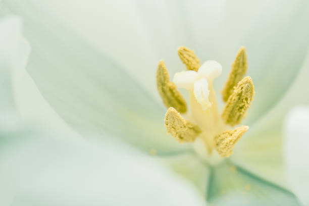 istock Flower pestle and stamen close-up, macro 959571638