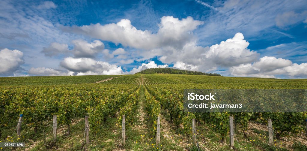 The Grand Cru vineyards of Chablis, Burgundy, France Chablis Wine Stock Photo