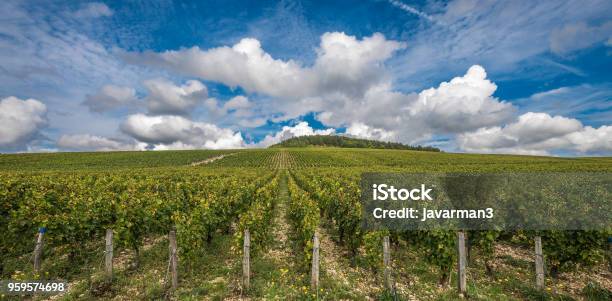 The Grand Cru Vineyards Of Chablis Burgundy France Stock Photo - Download Image Now
