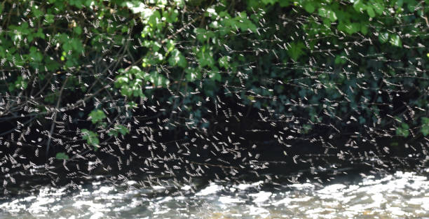 Midges above a stream Backlit midges above a Cornish Stream midge fly stock pictures, royalty-free photos & images