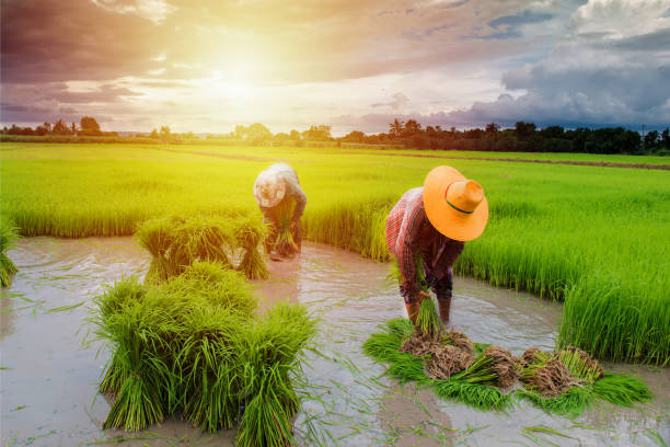 farmer planting rice in farm, thai traditional plantation - trabalho agrícola imagens e fotografias de stock
