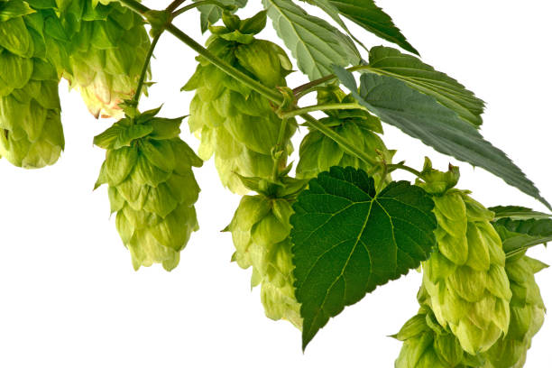 istock Hop Cones Isolated on the White Background. 959581292