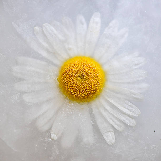 istock Frozen Flower. oncept of global climate change. 959581572
