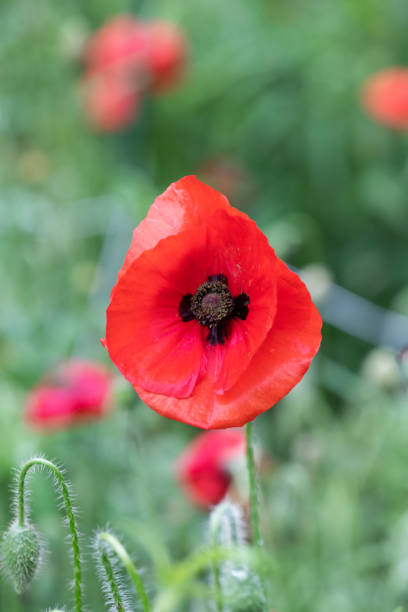 istock Close-up of red poppy flower 959582106