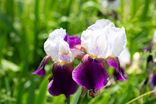 close-up of white and purple iris flower
