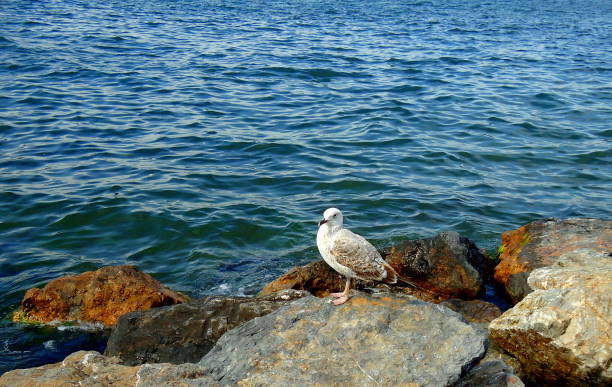istock Seagull at the island coast 959584698