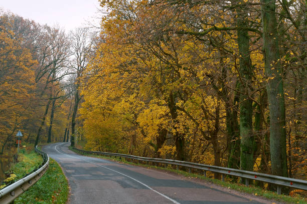 road between autumn trees, trees with yellow and red leaves on the side