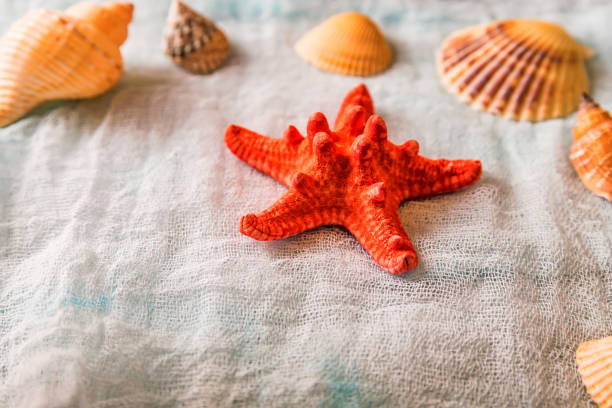 istock Seashells and starfish on white cloth background 959589730