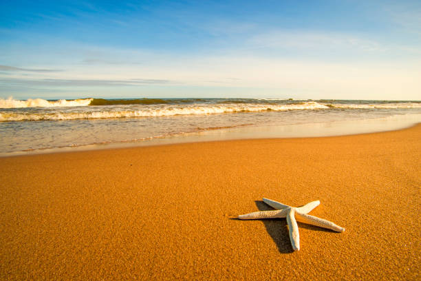 sea star on a beach with surf - surf turf imagens e fotografias de stock
