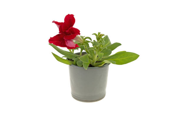 istock petunia flowers in a plastic pot on a white background 959590650