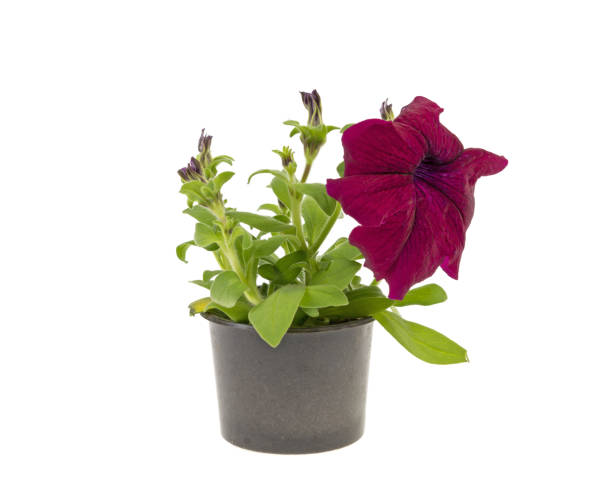 istock petunia flowers in a plastic pot on a white background 959590664