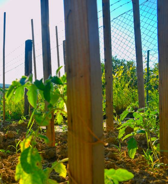 istock Young tomatoes in rural garden. Gardening concept 959590940