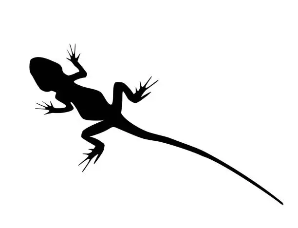 Vector illustration of Lizard black silhouette on white background, vector eps 10