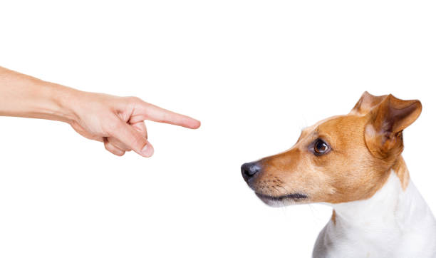 istock owner punishing his dog 959591448