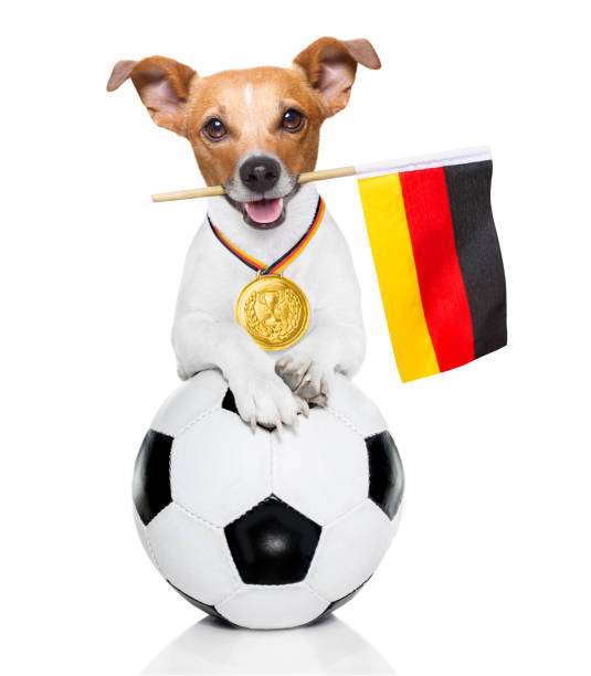 istock soccer jack russell dog 959593558