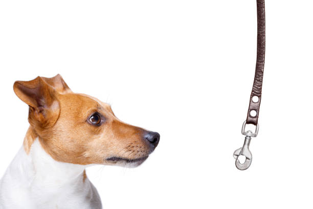 istock dog  with leash waiting for a walk 959593810