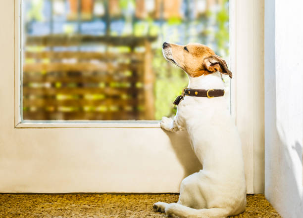 istock dog relaxing under the sun at home 959593880
