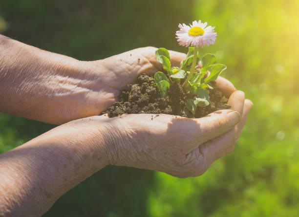 istock Elderly woman holding a flower in her hands. 959598114