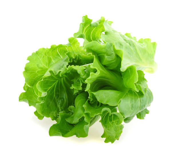 istock Butter head Lettuce isolated on white background 959598452