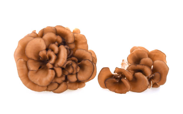 istock maitake mushrooms on white background 959599186