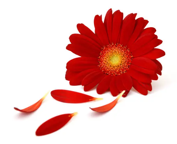 Photo of Gerbera daisy flower and petals on white background