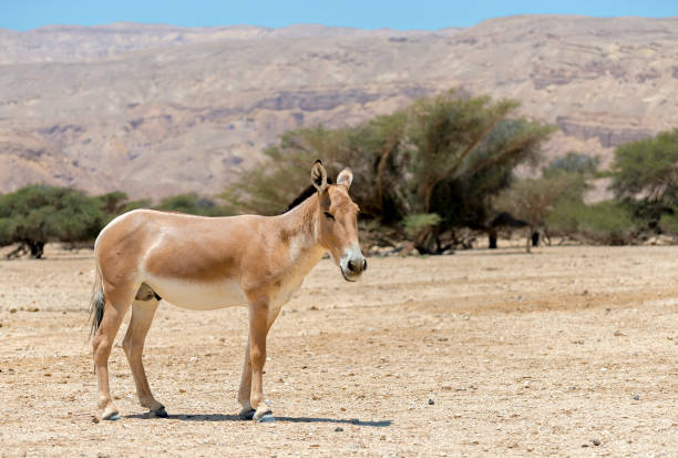 istock Onager (Equus hemionus) is a brown Asian wild donkey 959599550