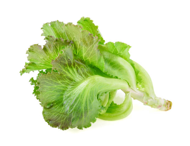 istock Butter head Lettuce isolated on white background 959599752