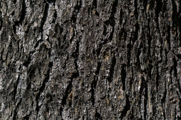 istock background, texture - gray rough fir bark 959601474