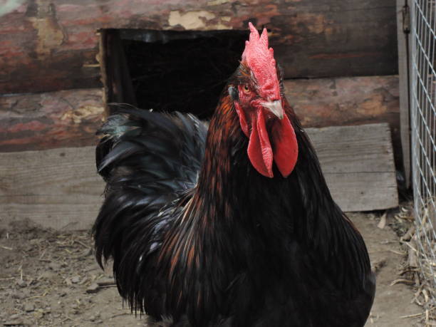 istock Rooster in the village 959601656