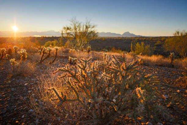 istock Detail of Cactus at Sunrise 959604612