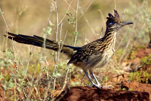 istock Roadrunner Stands alone in morning Sun Light 959605444