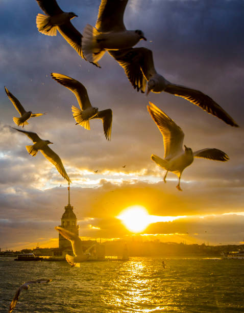 istock Maiden's tower and seagulls  flying at sunset,Istanbul,Turkey 959608830