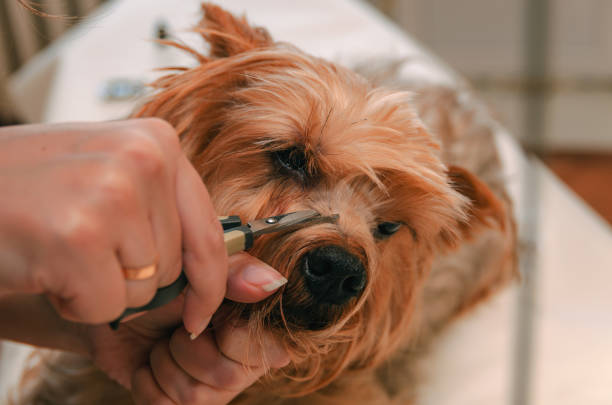 istock Dog care, close-up 959609346